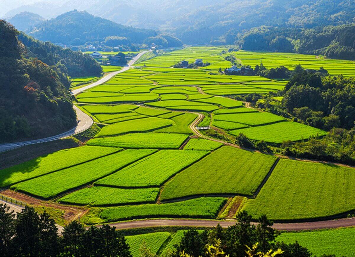 beautiful paddy fields